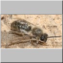 Colletes cunicularius - Weiden-Seidenbiene m01 12mm.jpg